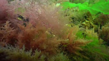 侵入性的物种入侵者黑色的海德斯马雷斯蒂亚维里迪斯物种棕色（的）藻类发现在世界范围内铈浒苔多音